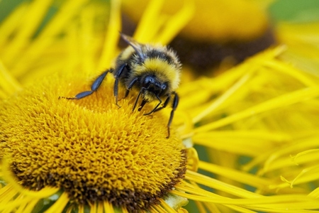 Macrophotography shot of bumblebee pollinating yellow flower Macrophotography shot of bumblebee pollinating yellow flower