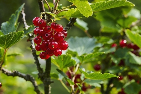 Vibrant red currants growing on branch amidst lush green leaves Vibrant red currants growing on branch amidst lush green leaves