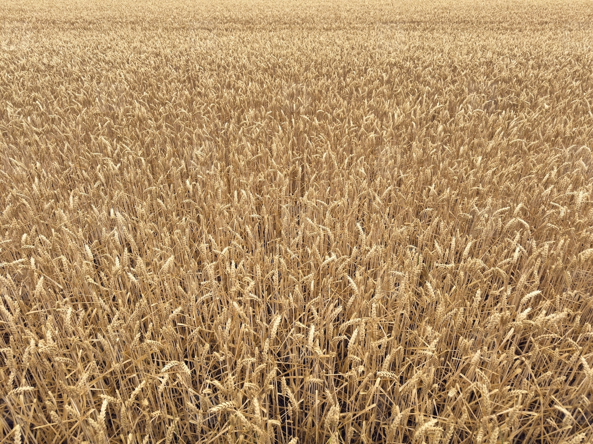 Full frame high angle shot of beautiful golden wheat crop growing on farm