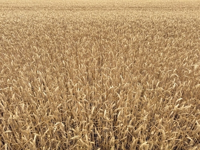 Full frame high angle shot of beautiful golden wheat crop growing on farm
