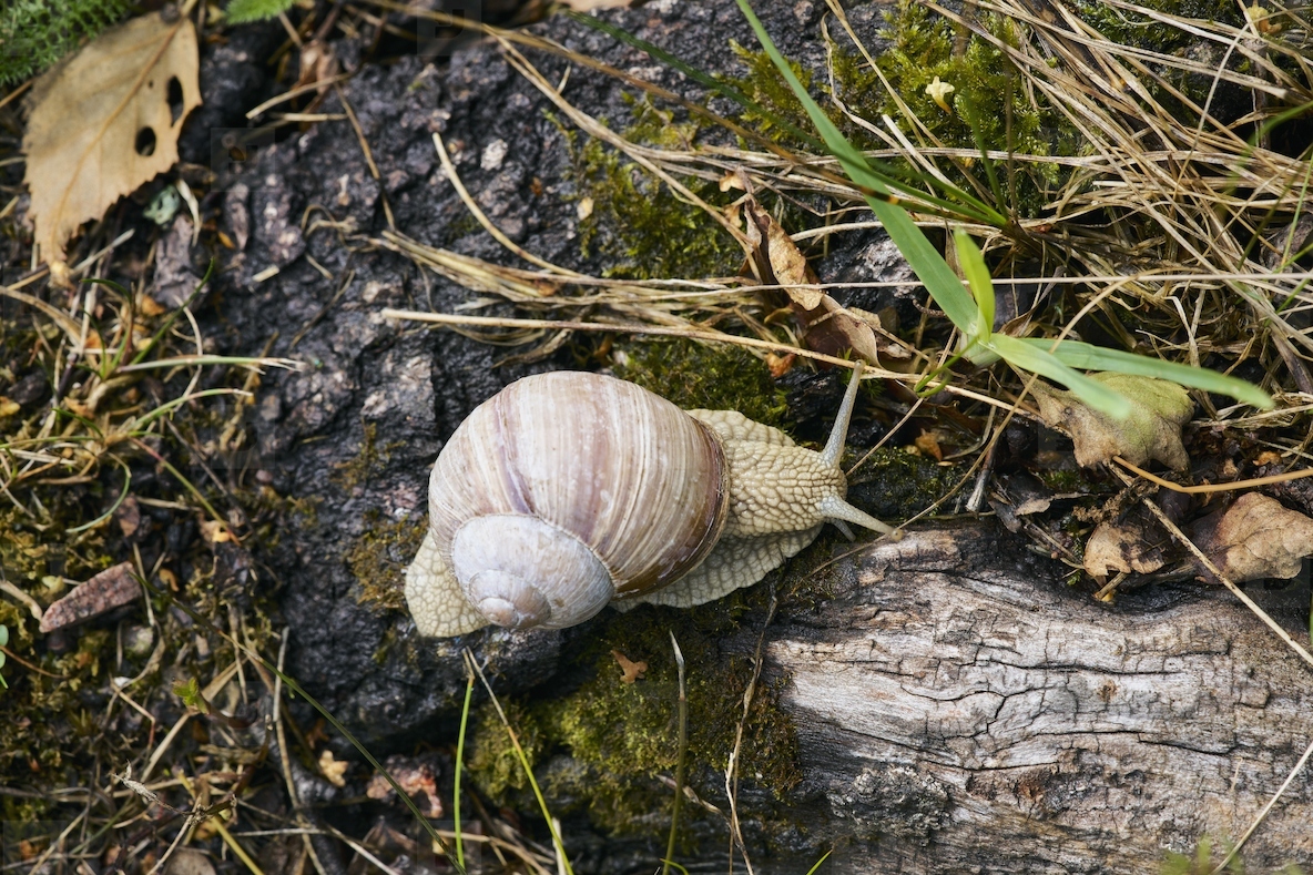 View from above of Roman Snail Helix pomatia