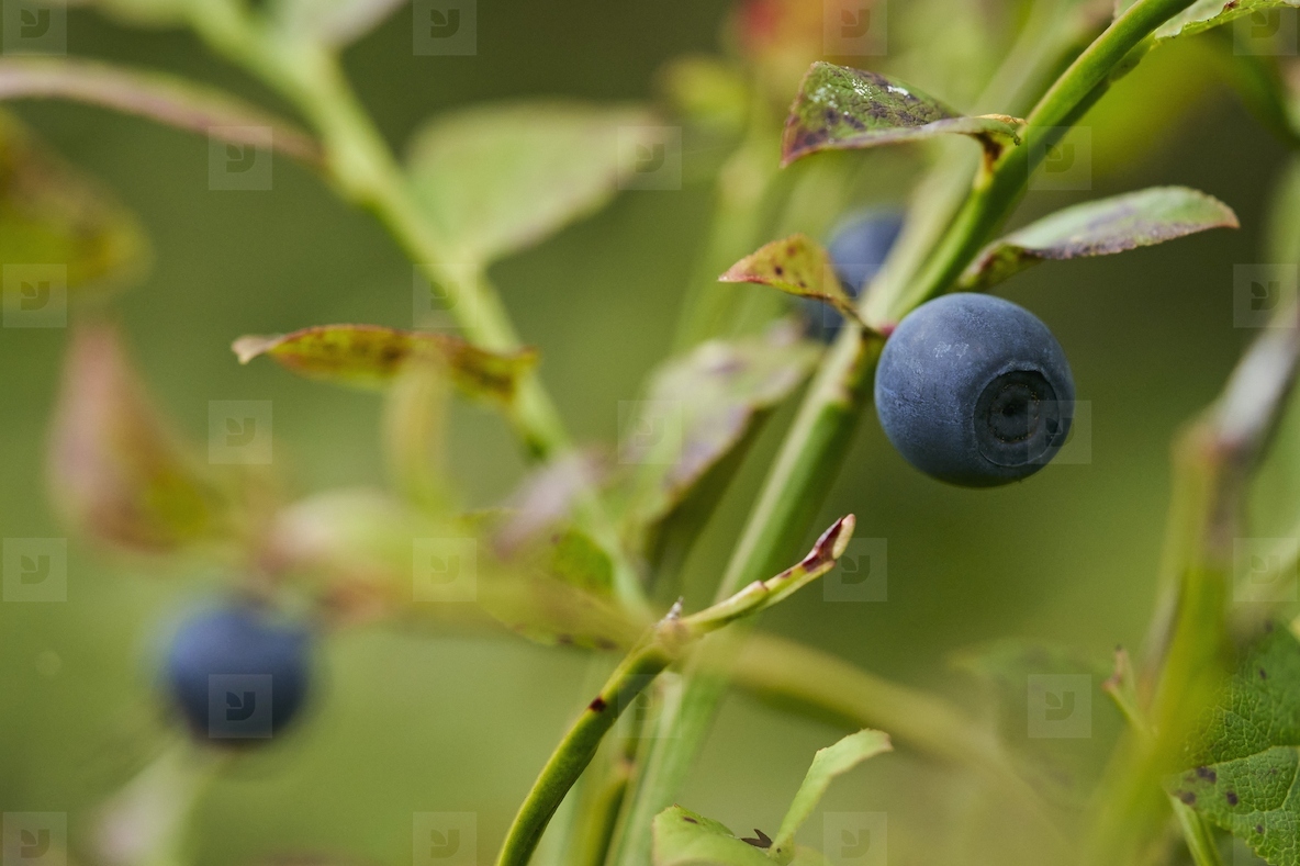 Close up of wild blueberries growing on branch