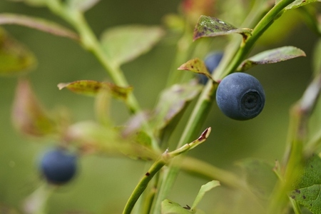 Close up of wild blueberries growing on branch Close up of wild blueberries growing on branch