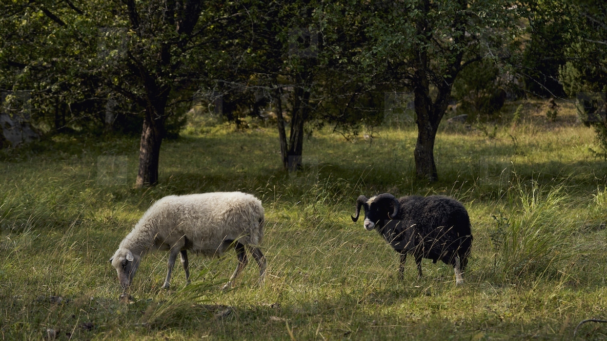 White sheep and black ram grazing in grassy rural field