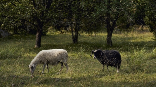 White sheep and black ram grazing in grassy rural field White sheep and black ram grazing in grassy rural field