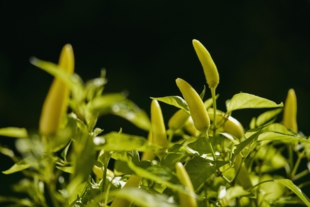 Close up of green poblano chili peppers growing on plant Close up of green poblano chili peppers growing on plant
