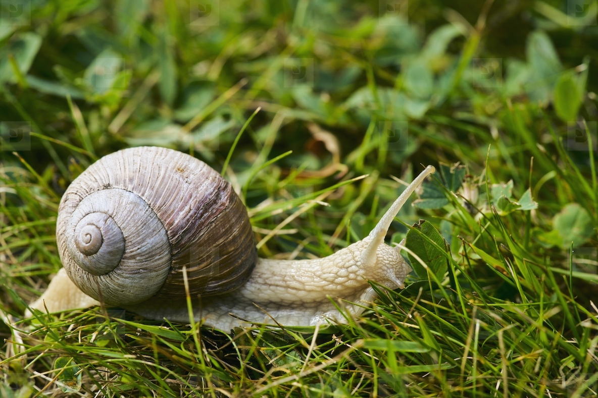 Close up of Roman Snail in grass