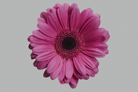 Close up flat lay of beautiful vibrant pink gerbera daisy flower
