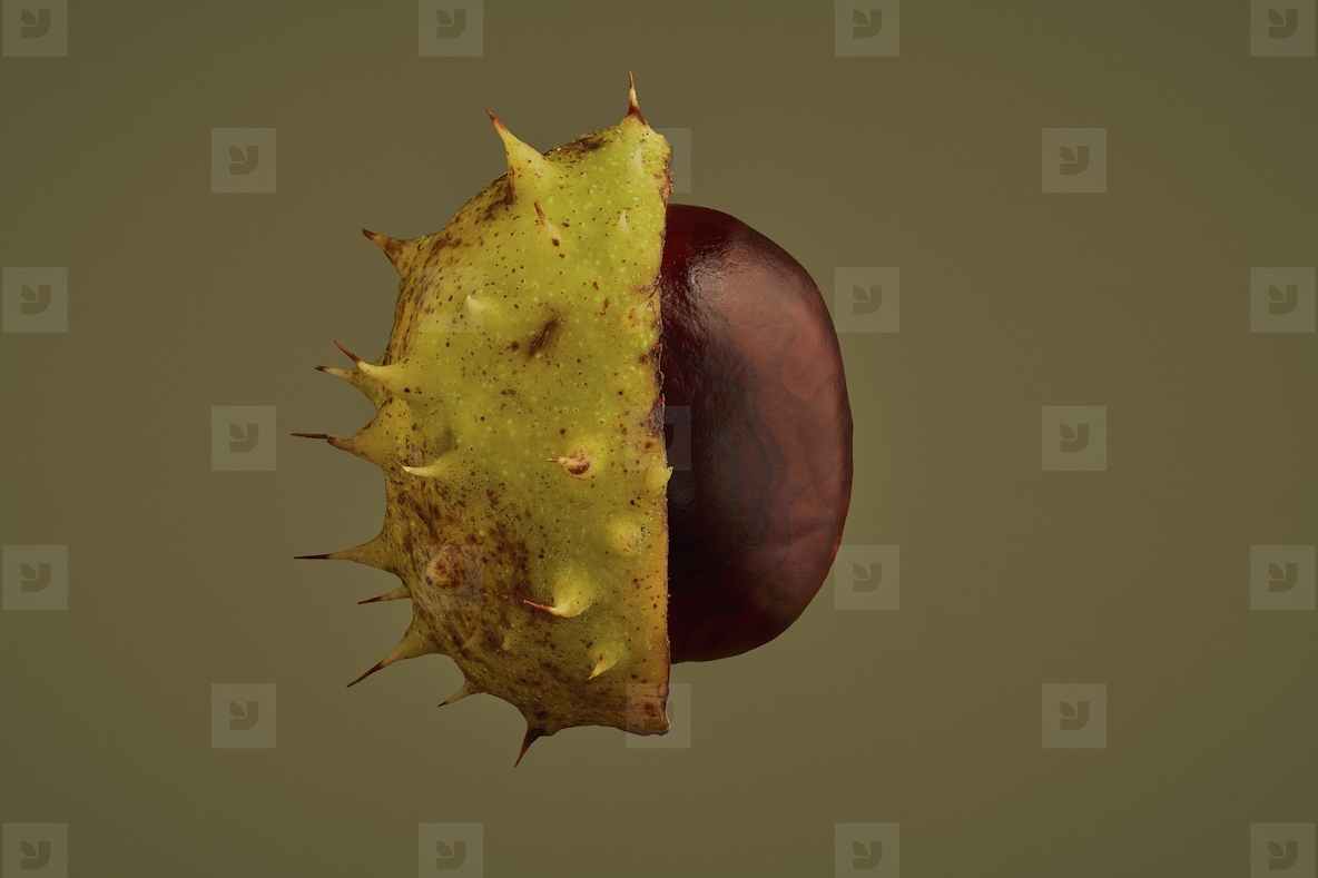 Close up of brown chestnut inside half of its spiky shell floating