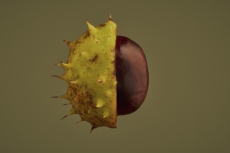 Close up of brown chestnut inside half of its spiky shell floating