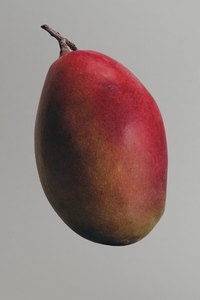 Close up of vibrant ripe red mango floating against gray background