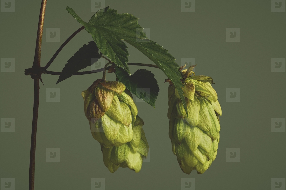Close up of beautiful green hops growing on delicate vine