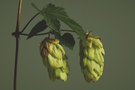 Close up of beautiful green hops growing on delicate vine Close up of beautiful green hops growing on delicate vine