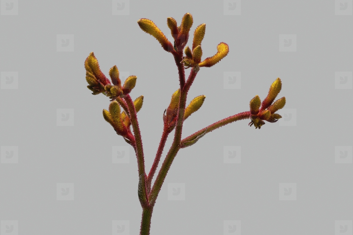 Studio shot close up of beautiful delicate kangaroo paw branch