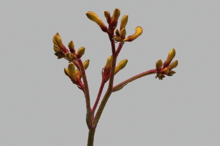 Studio shot close up of beautiful delicate kangaroo paw branch