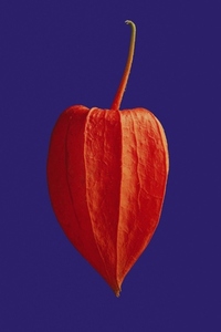 Close up of bright orange physalis floating Close up of bright orange physalis floating