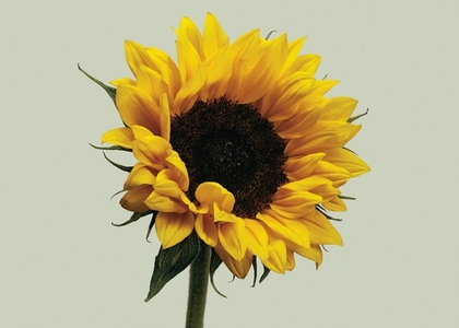 Close up studio shot of beautiful bright yellow sunflower