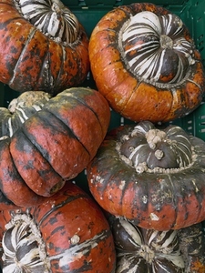 Close up of view from above of a group of patterned turban squash