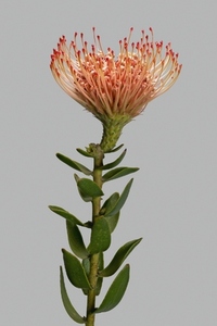 Close up of beautiful orange and red protea sugarbush flower