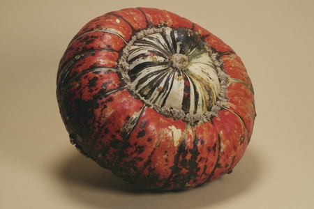 Close up of beautiful turban squash balancing