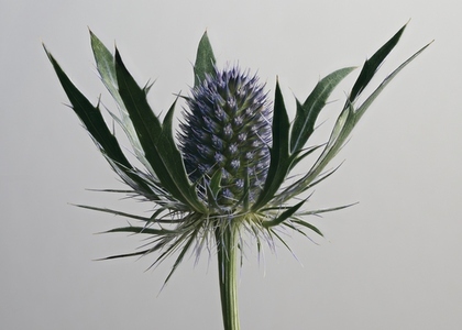 Close up of beautiful blue thistle flower surrounded by leaves