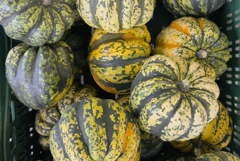 View from above group of freshly harvested