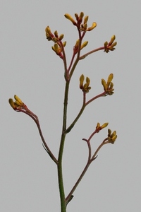 Studio shot close up of delicate red and yellow Kangaroo Paw plant Studio shot close up of delicate red and yellow Kangaroo Paw plant