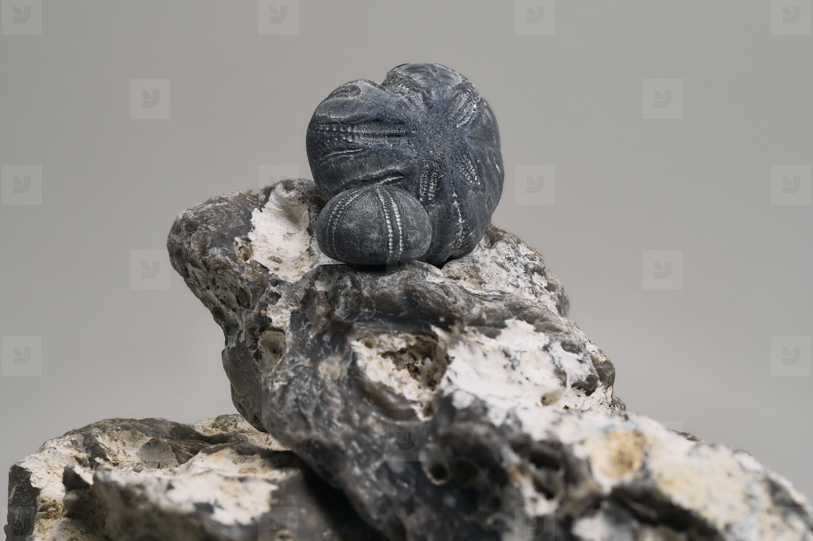 Close up of fossilized sea urchins on top of rock