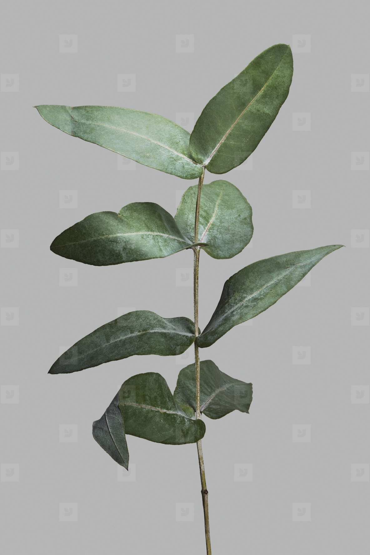 Single eucalyptus branch with green leaves