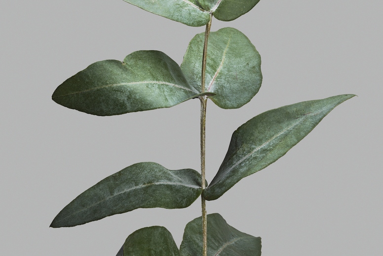 Single eucalyptus branch with green leaves
