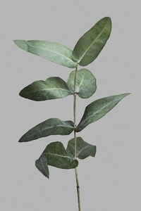 Single eucalyptus branch with green leaves