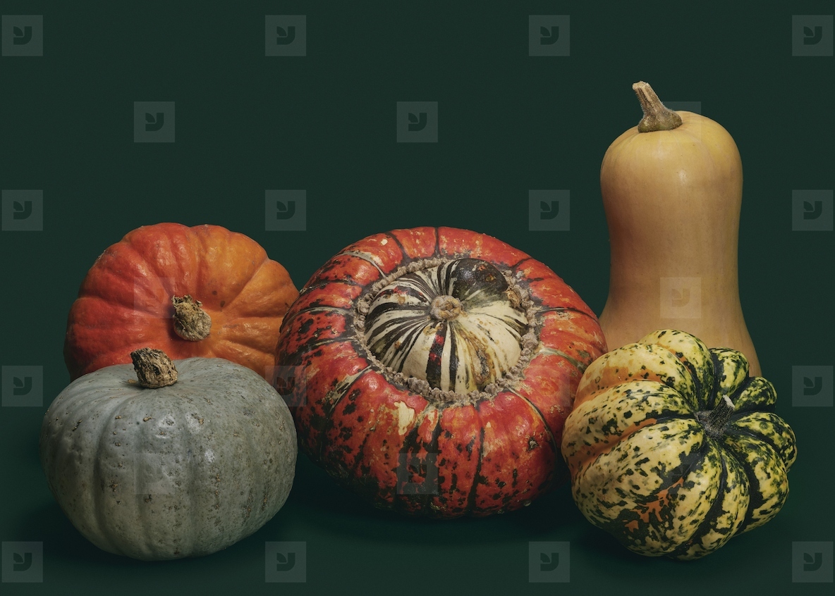 Arrangement of various miniature pumpkins and butternut squash