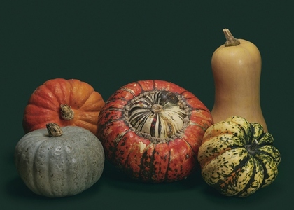 Arrangement of various miniature pumpkins and butternut squash