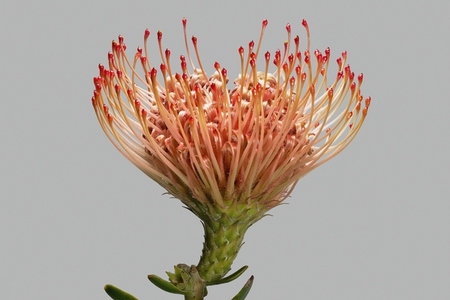 Close up of beautiful red and orange protea sugarbush flower