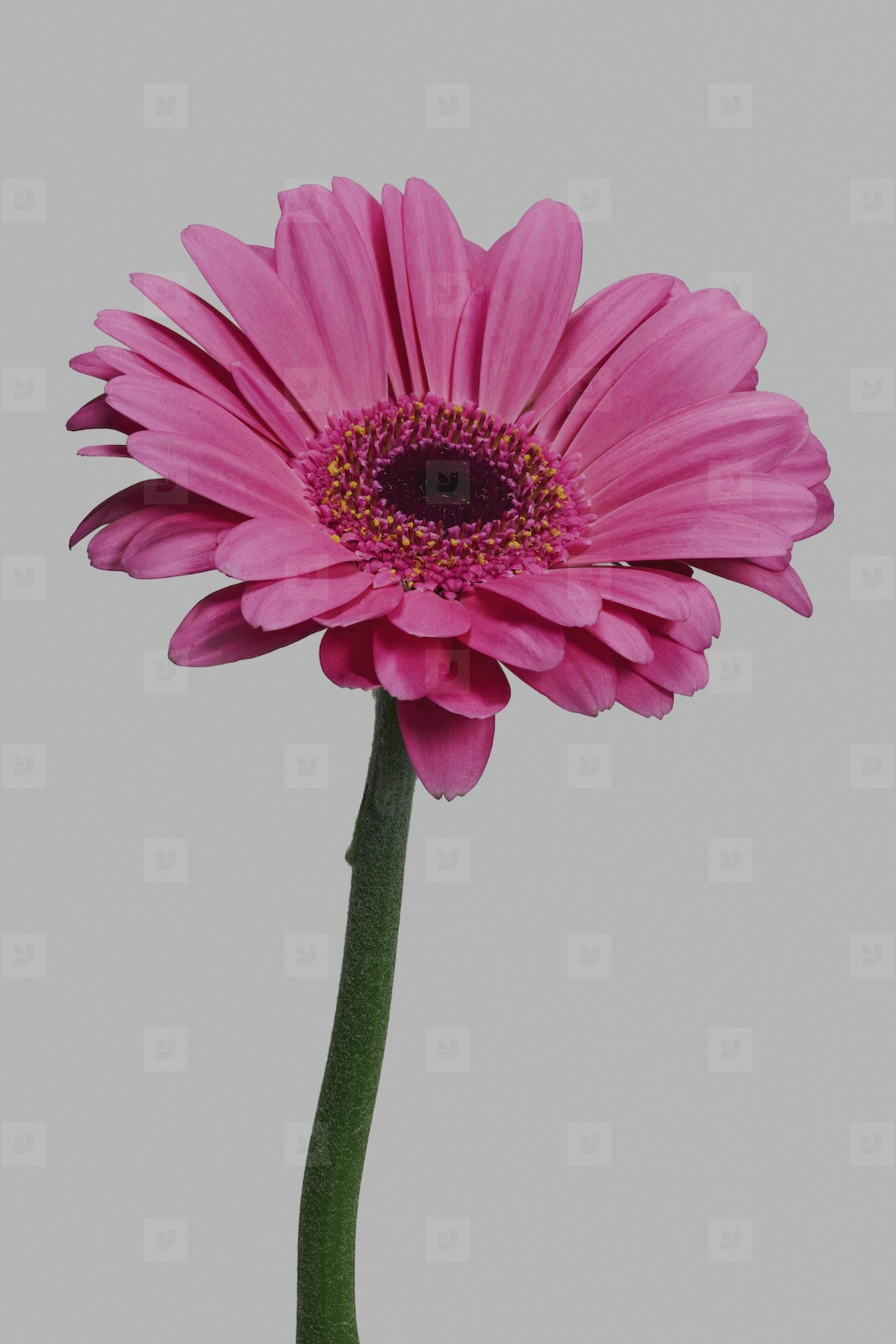 Close up of beautiful delicate pink gerbera daisy stem
