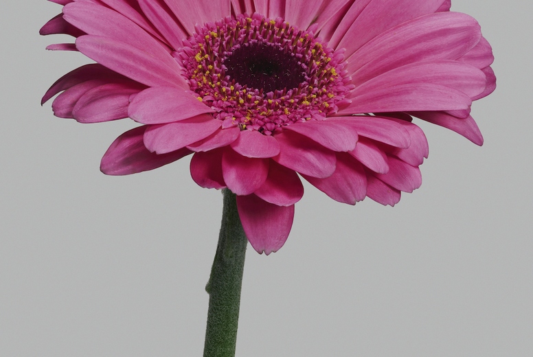 Close up of beautiful delicate pink gerbera daisy stem