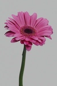 Close up of beautiful delicate pink gerbera daisy stem