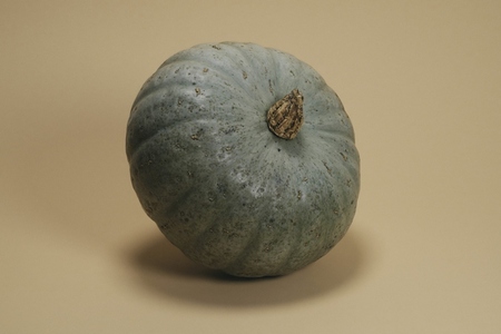 Close up studio shot of blue green sombra pumpkin leaning