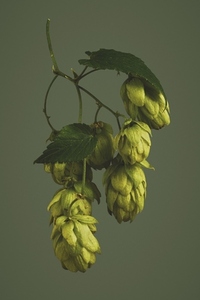 Still life shot of beautiful delicate bunch of green hops