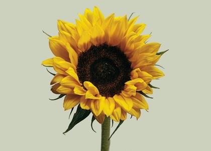 Studio shot close up of vibrant yellow sunflower