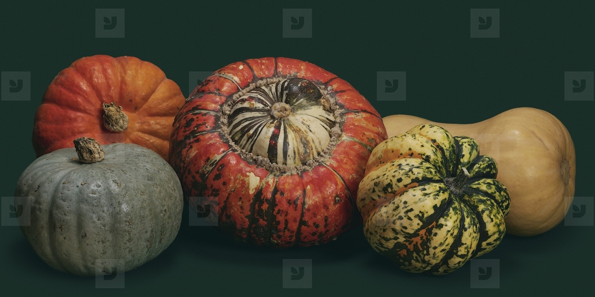 Still life variety of small autumn pumpkins and squash
