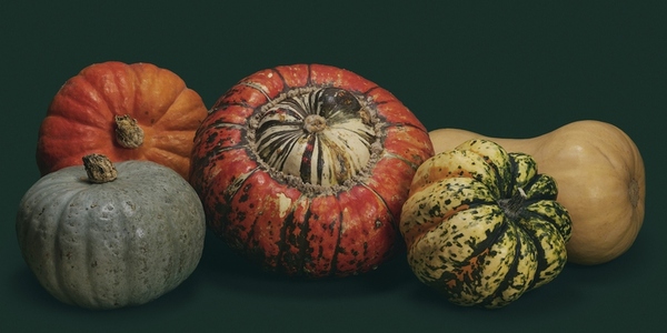Still life variety of small autumn pumpkins and squash