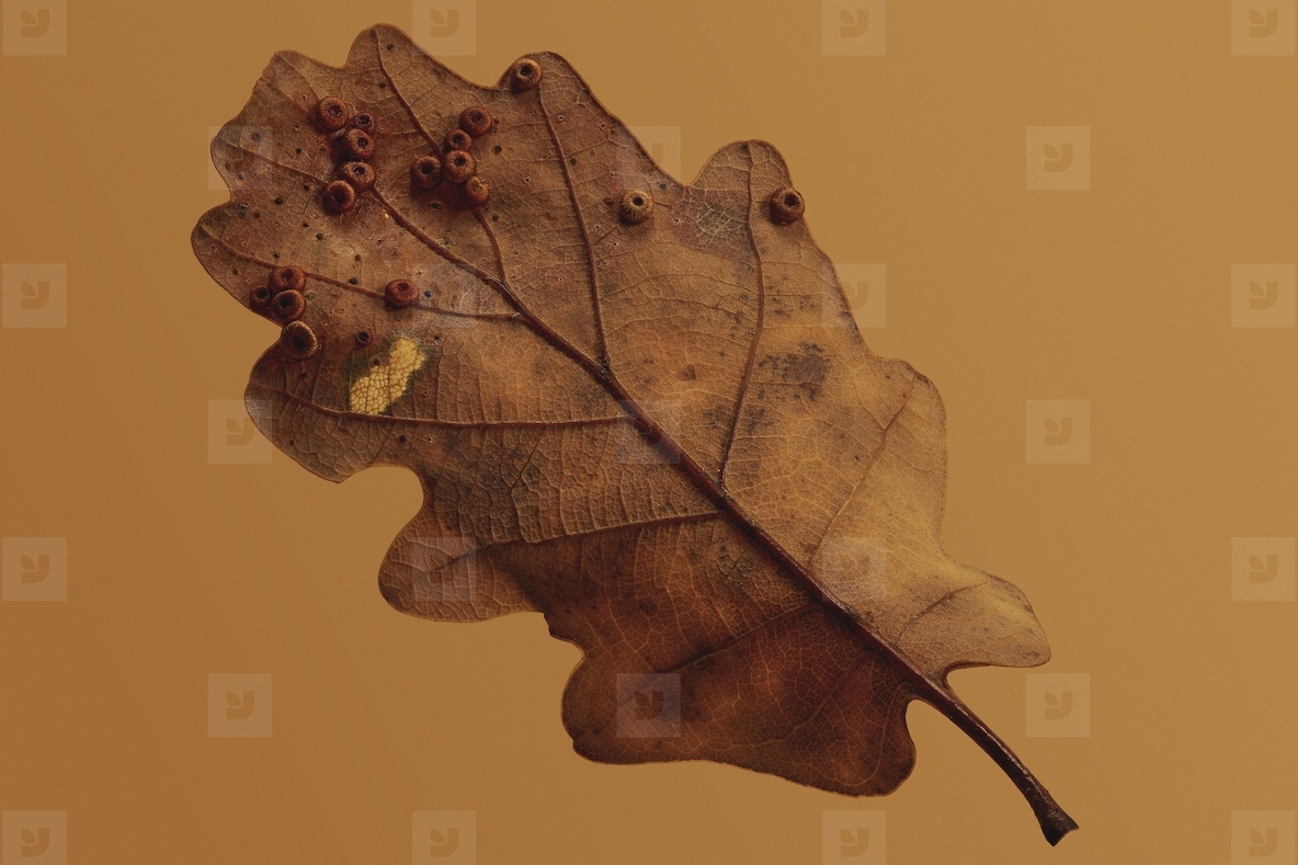 Galls on the underside of an oak leaf of the Silk Button Gall Wasp