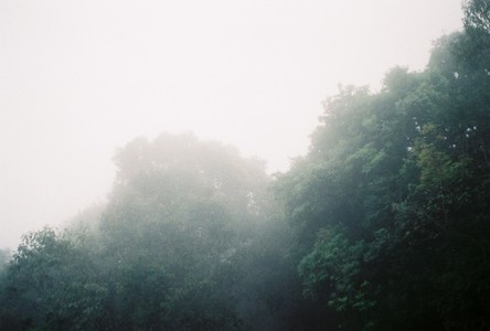 tree  fog