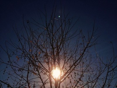 Backlit Tree