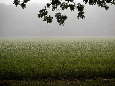 Soybean Field in Morning Mist 1