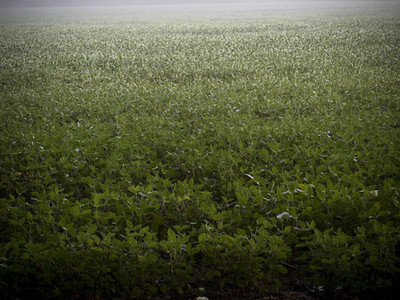 Soybean Field in Morning Mist 2