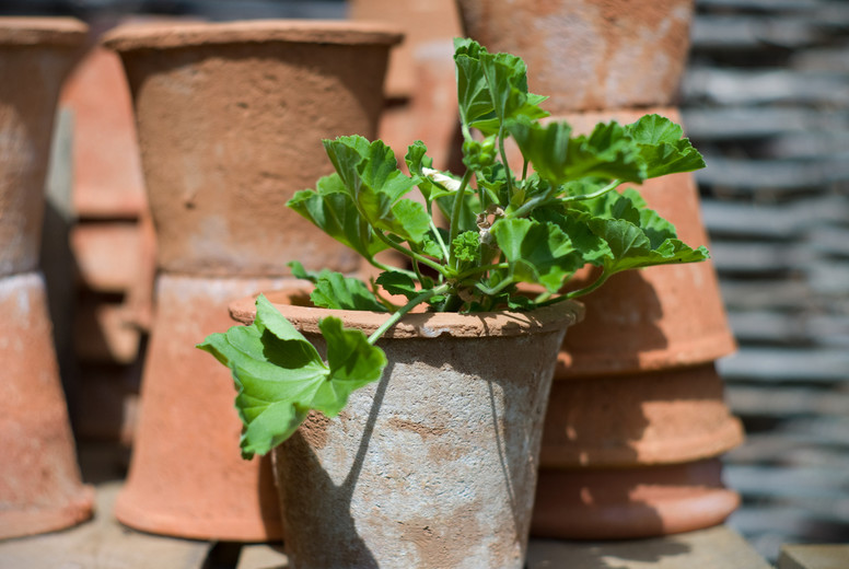 terracotta pot with geranium