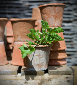 terracotta pot with geranium