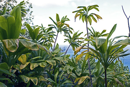 Tropical island plants